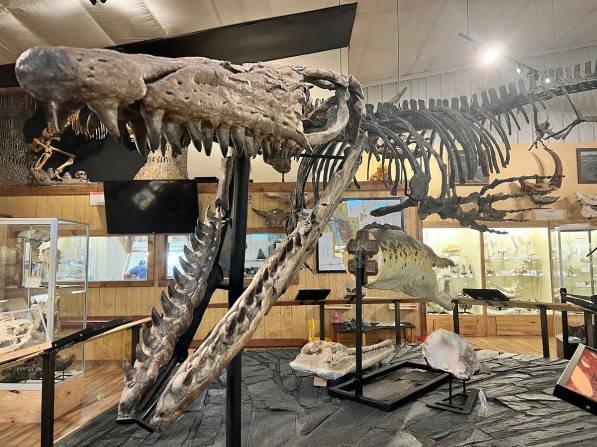  World Fossil Finder Museum 