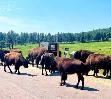  Custer State Park 