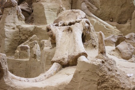 The Mammoth Site